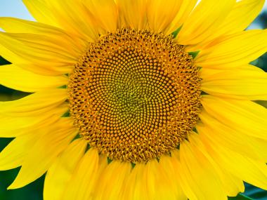 Billedet af en solsikke